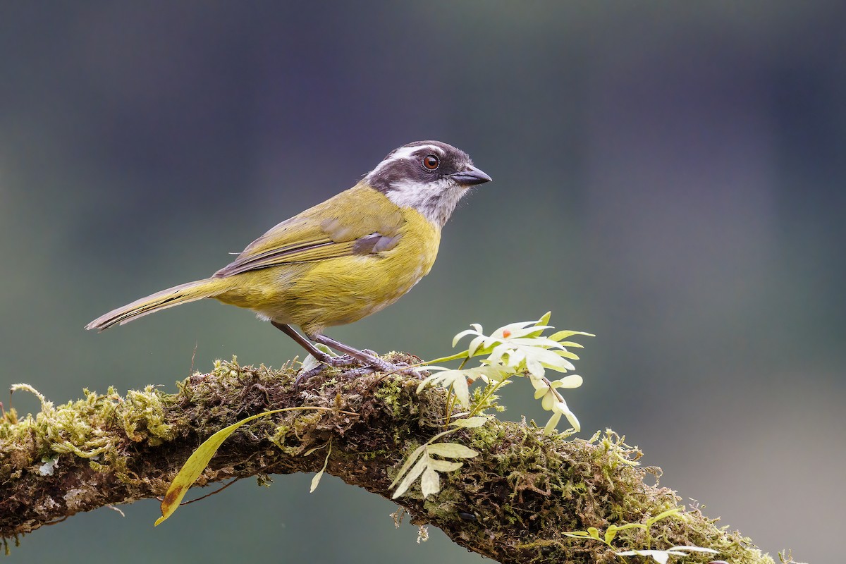 Sooty-capped Chlorospingus - Patricia Davis