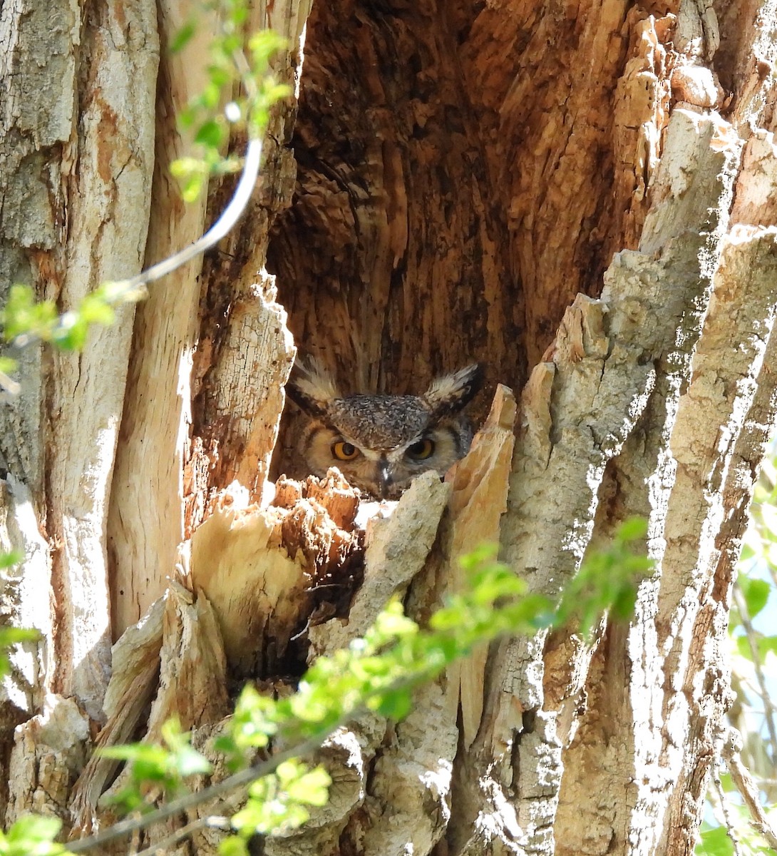 Great Horned Owl - ML618987959