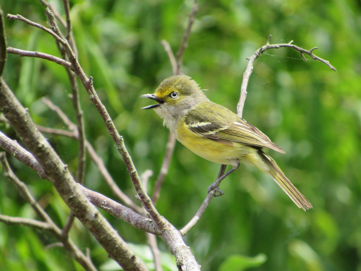 White-eyed Vireo - ML618987993