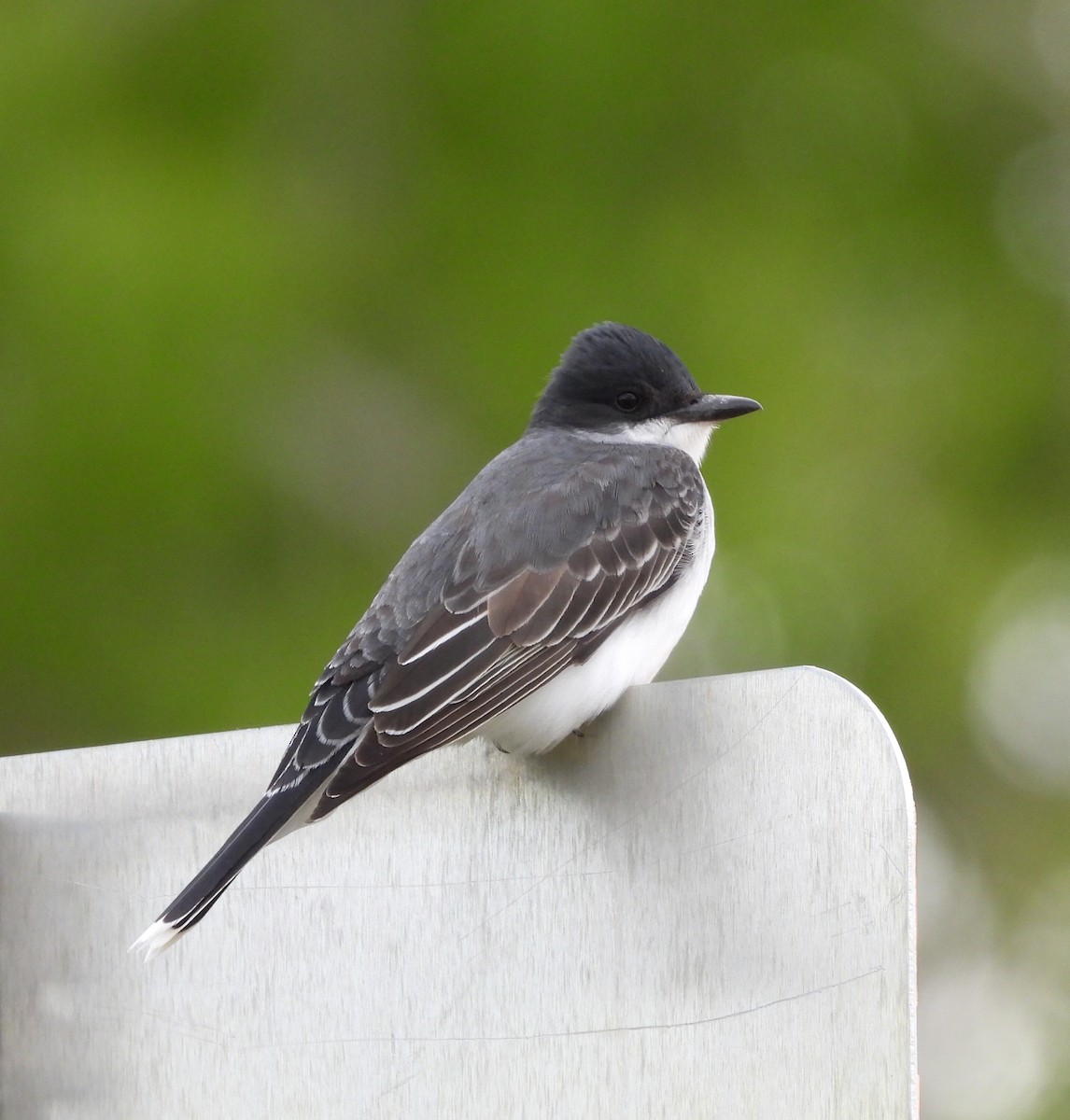 Eastern Kingbird - ML618987997