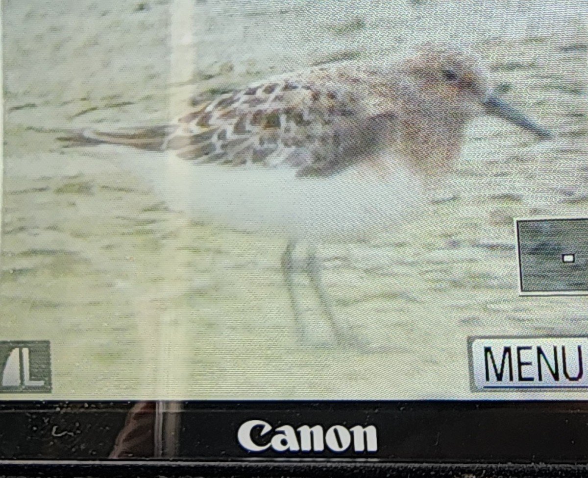 Bécasseau sanderling - ML618988005