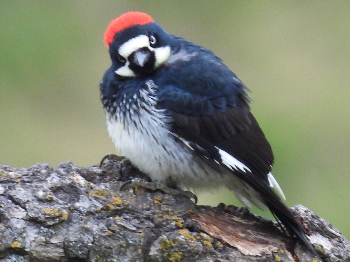 Acorn Woodpecker - Dave Ball