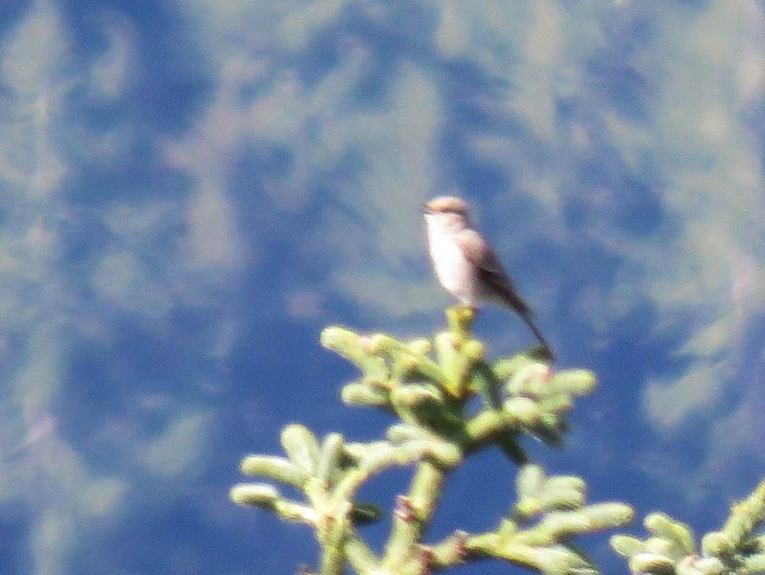 Townsend's Solitaire - Hendrik Herlyn