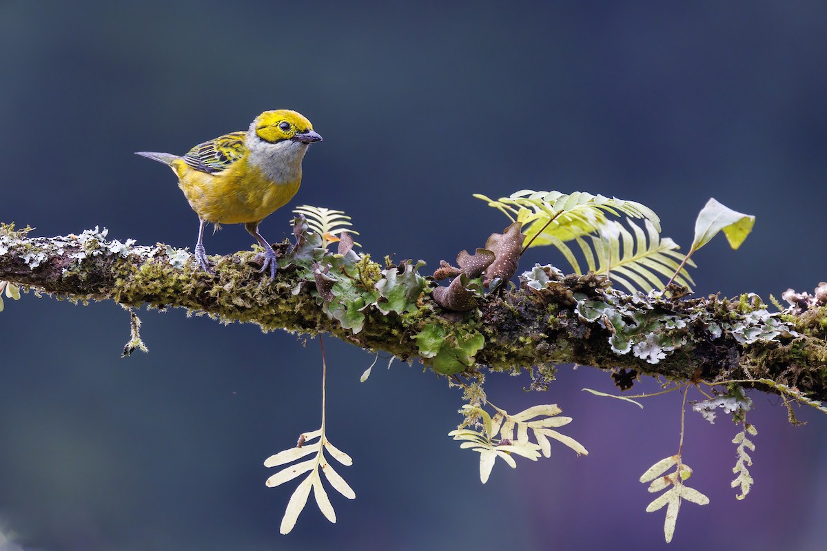 Silver-throated Tanager - Patricia Davis