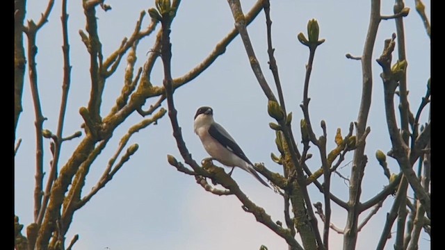 Lesser Gray Shrike - ML618988074