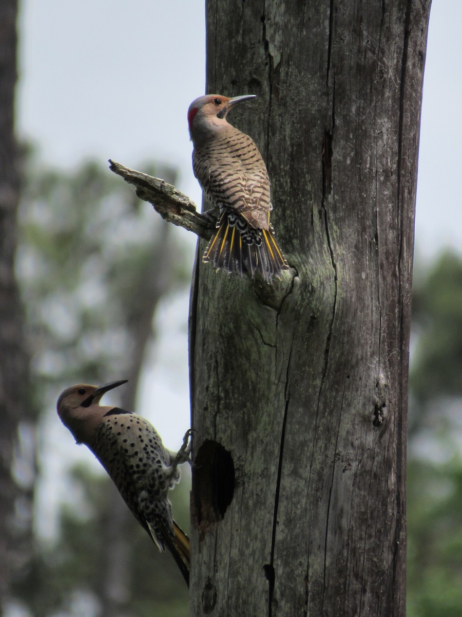 Northern Flicker - Timothy Blanchard