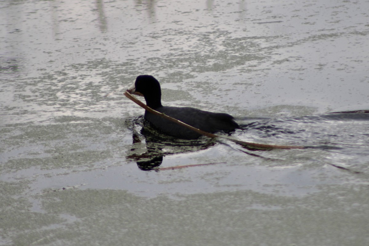 American Coot - Anne R.