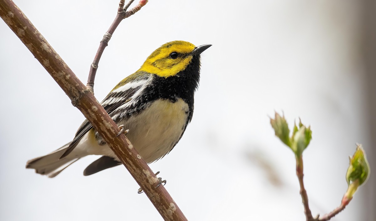 Black-throated Green Warbler - Yannick Fleury