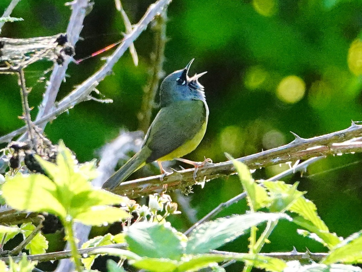 MacGillivray's Warbler - William Proebsting