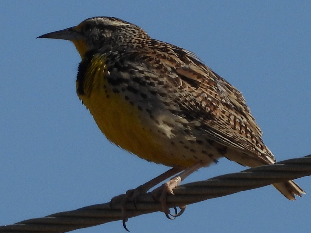 Western Meadowlark - Dave Ball