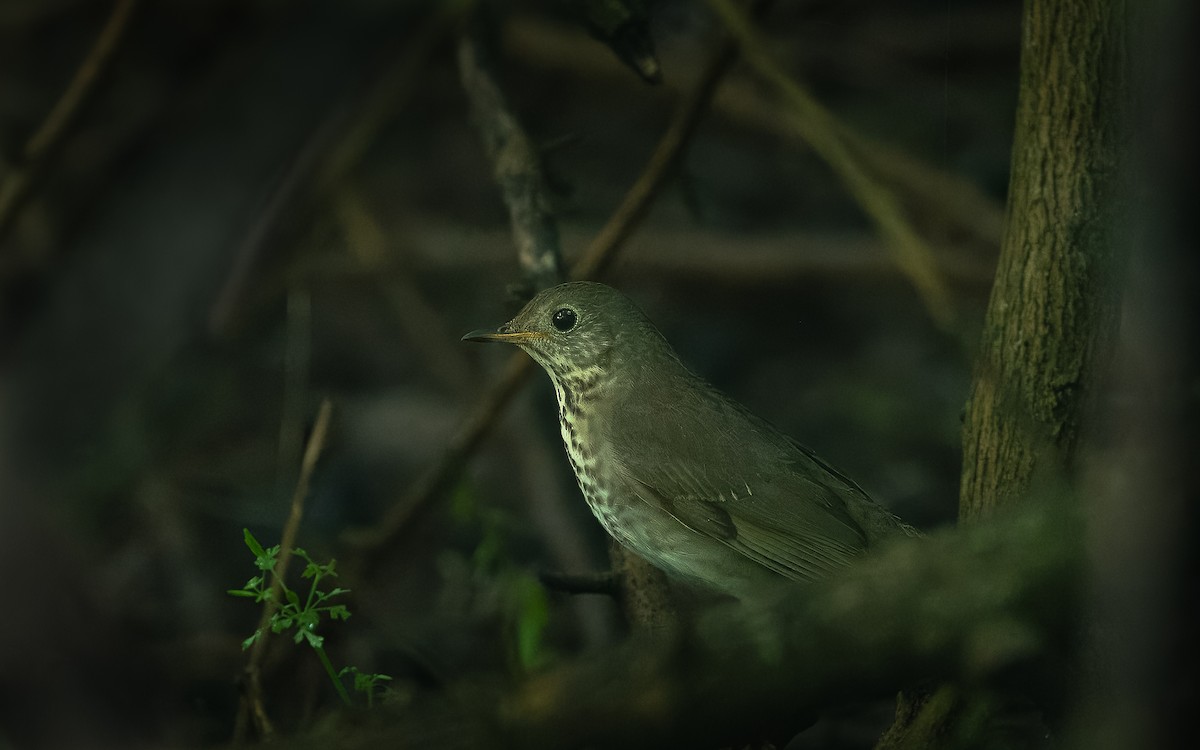 Gray-cheeked Thrush - ML618988129