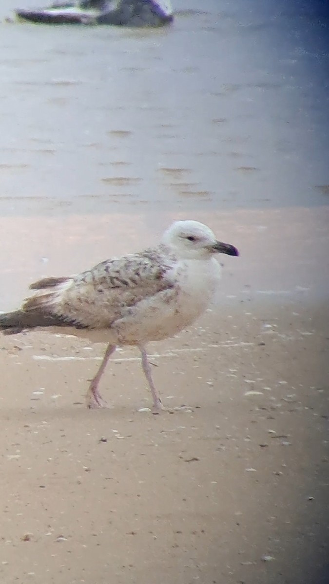 Larus sp. - ML618988130