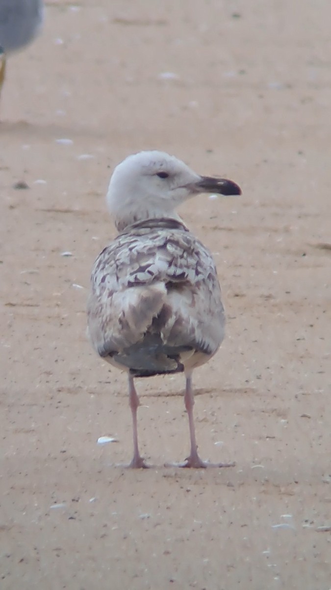 Larus sp. - ML618988132