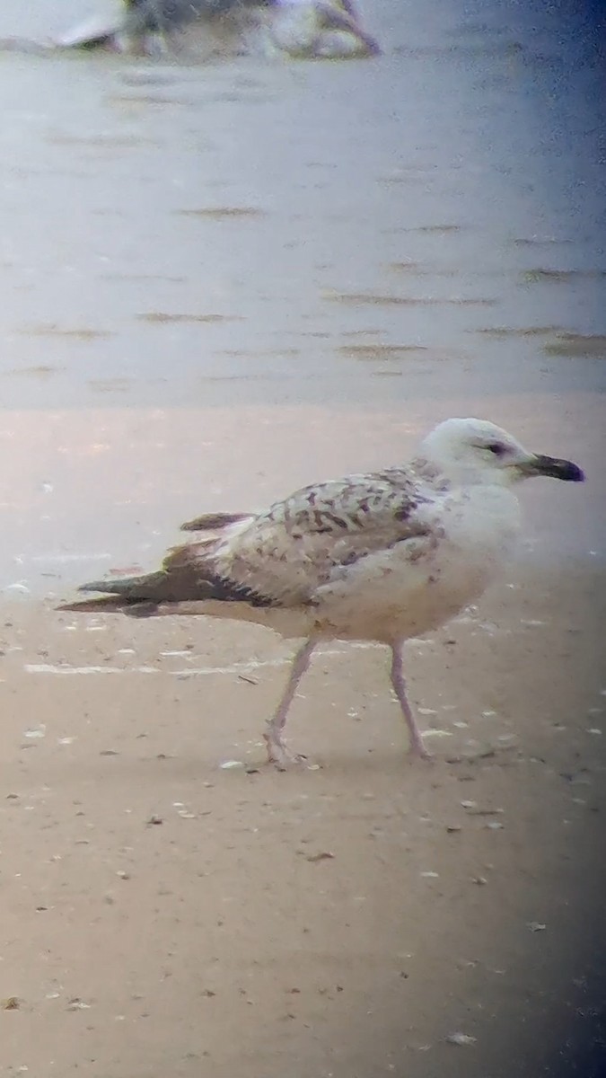 Larus sp. - ML618988135