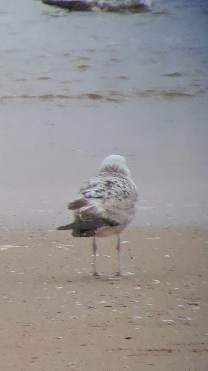 Larus sp. - ML618988136