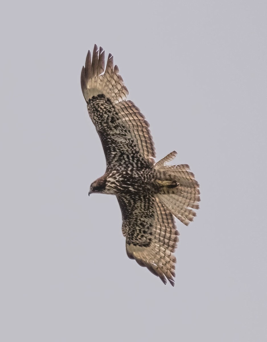 Red-tailed Hawk (calurus/alascensis) - Courtney Rella