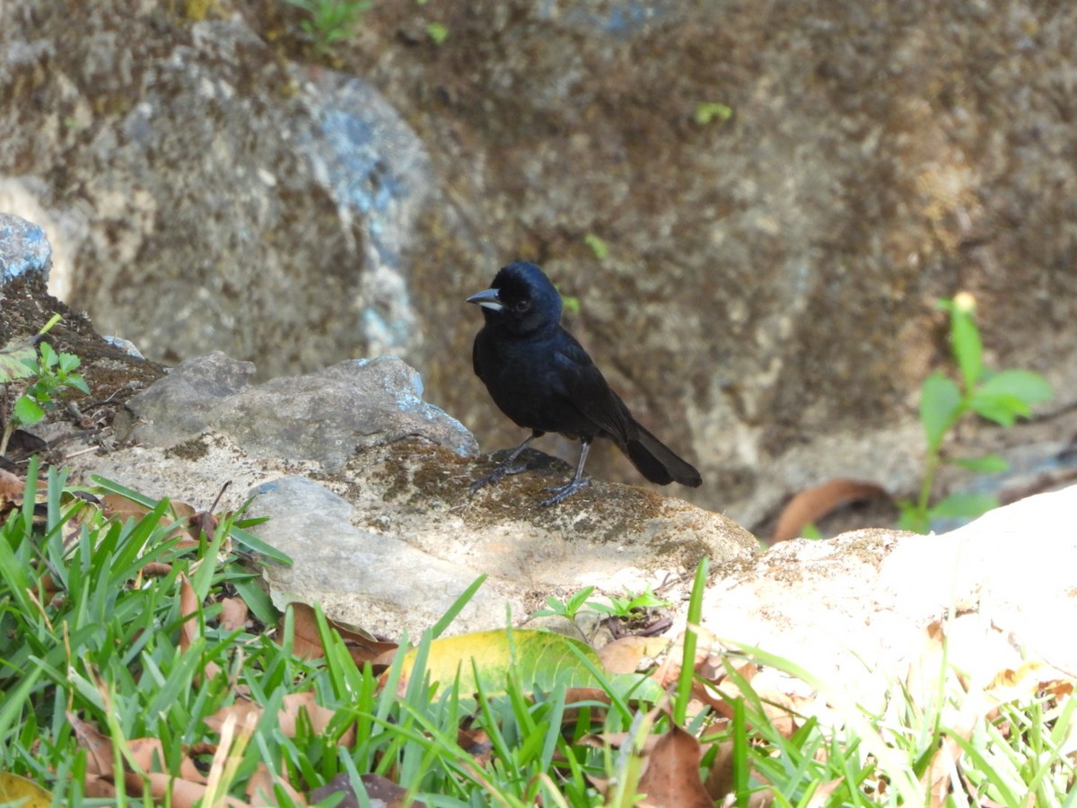 Tangara Negra - ML618988144