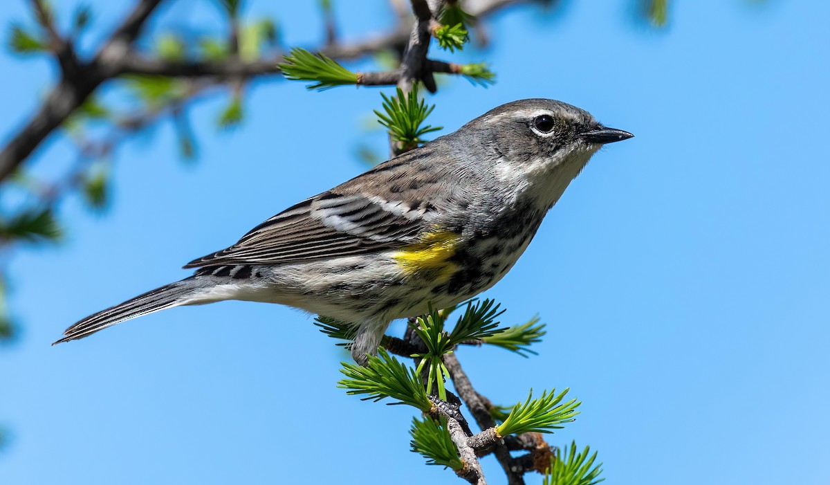 Yellow-rumped Warbler - Yannick Fleury