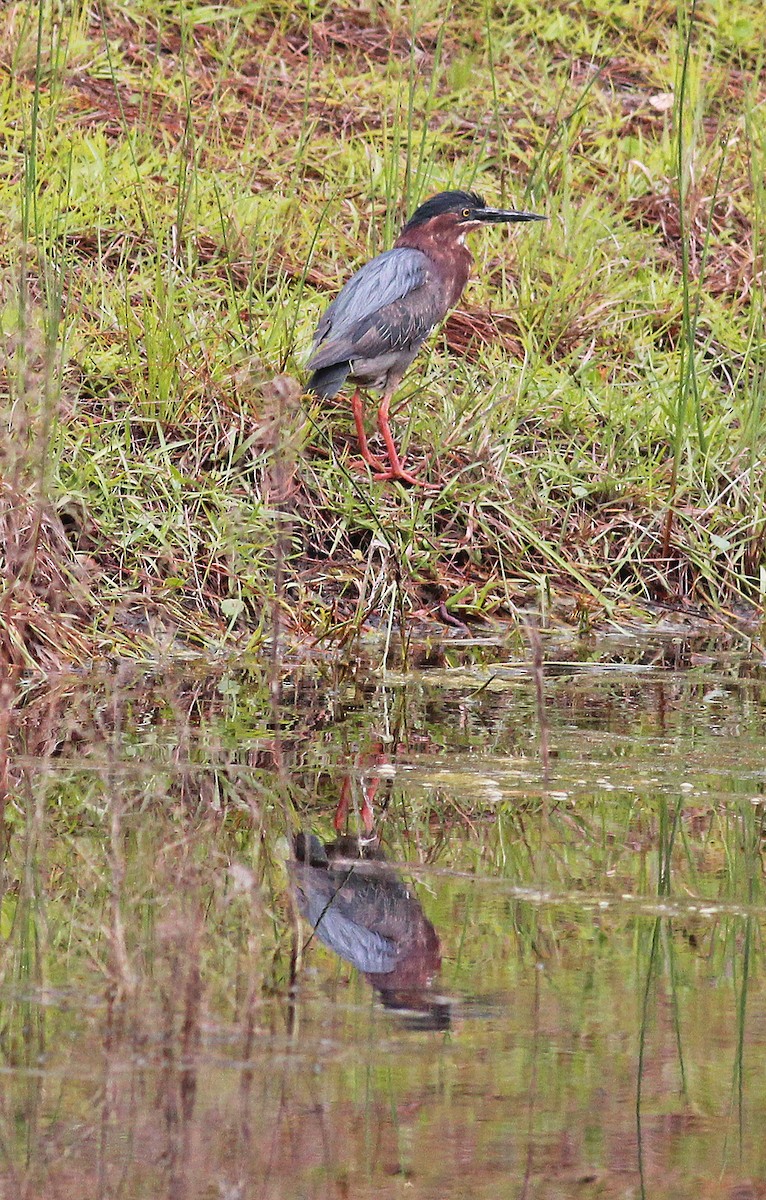 Green Heron - Deb Ahern