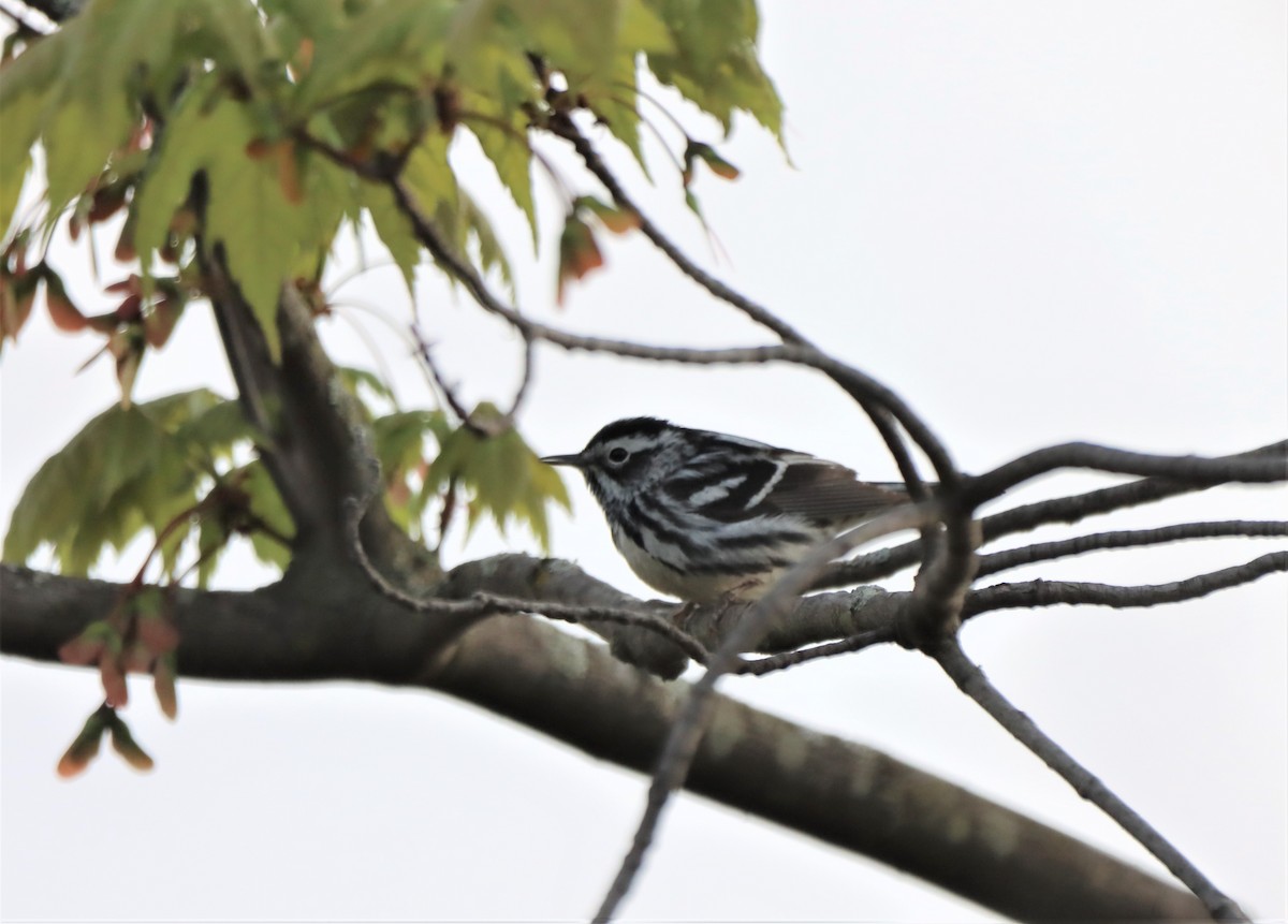 Black-and-white Warbler - ML618988156