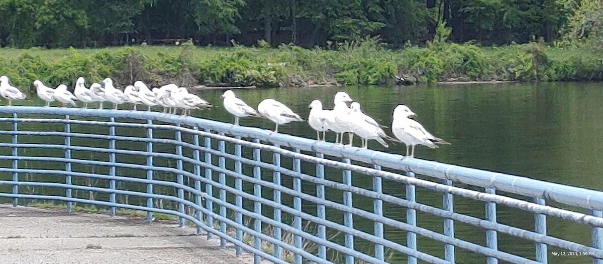 Ring-billed Gull - ML618988171