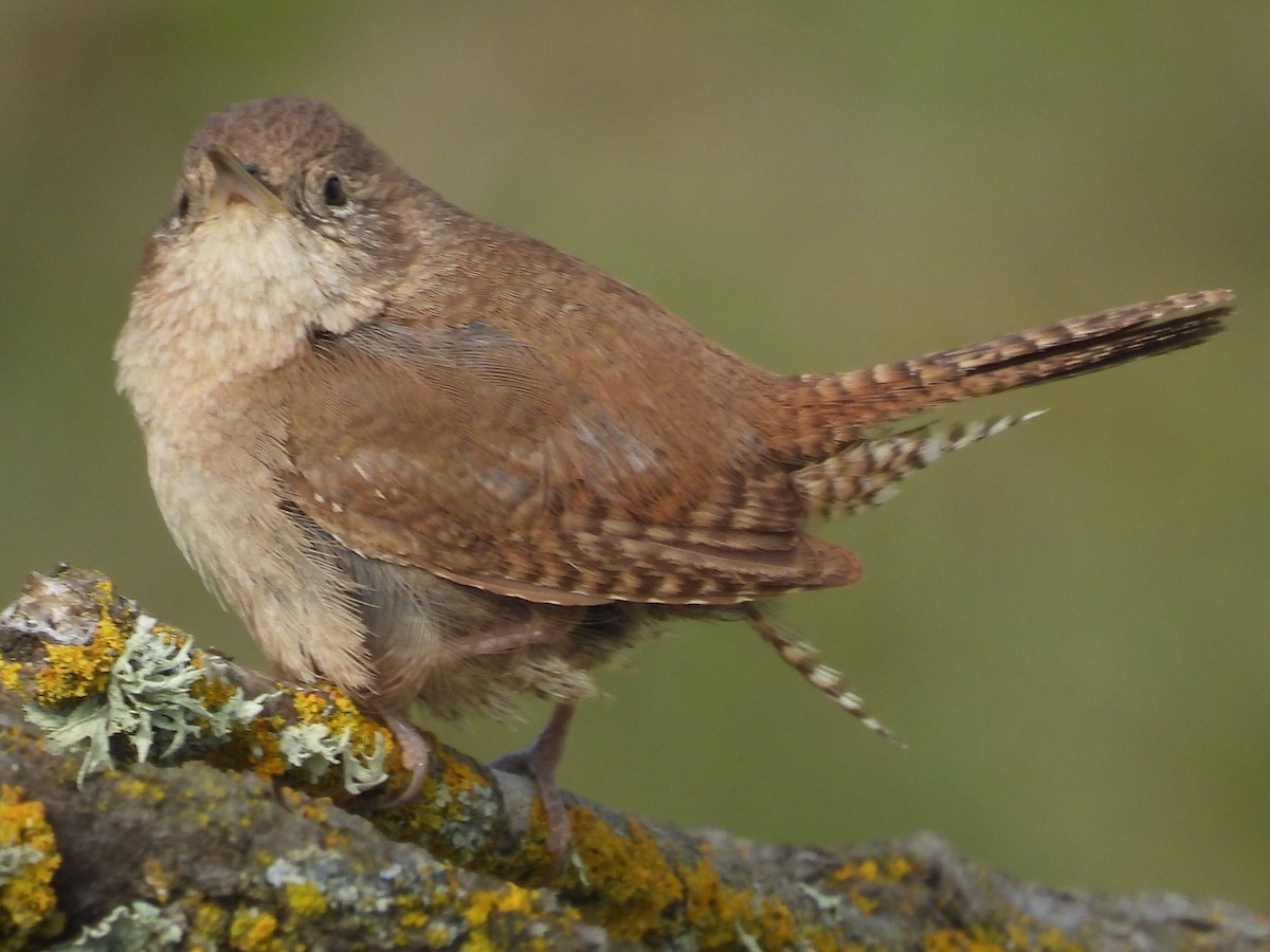 House Wren - Dave Ball