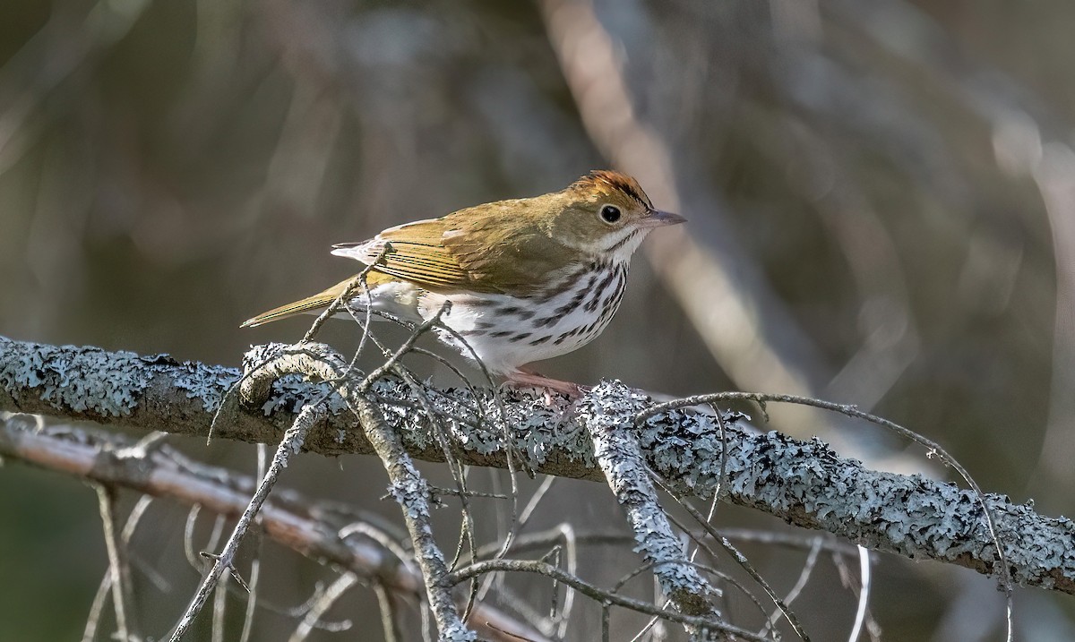 Ovenbird - Yannick Fleury