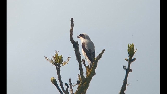 Сорокопуд чорнолобий - ML618988185