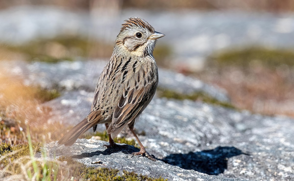 Lincoln's Sparrow - ML618988194