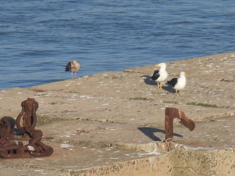 Kelp Gull (dominicanus) - bob butler