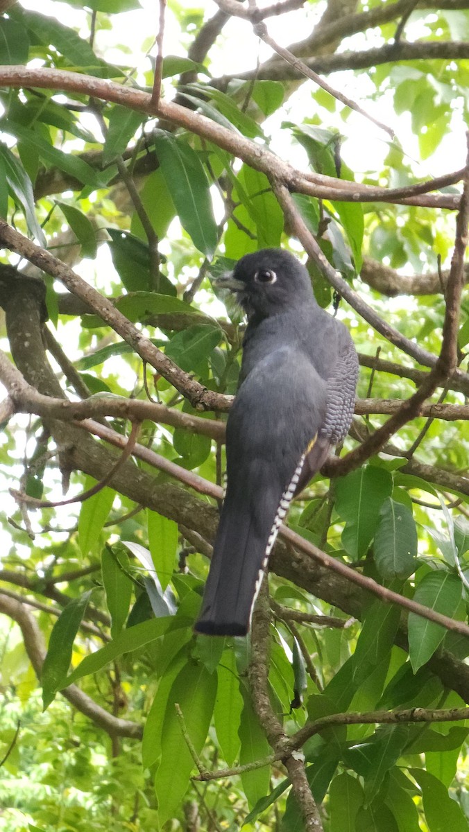 Gartered Trogon - Rebeca Tello Villegas