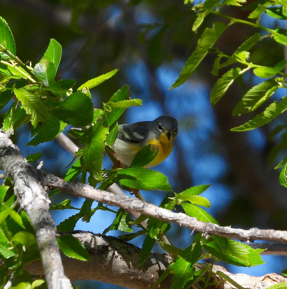 Northern Parula - Joan Grant