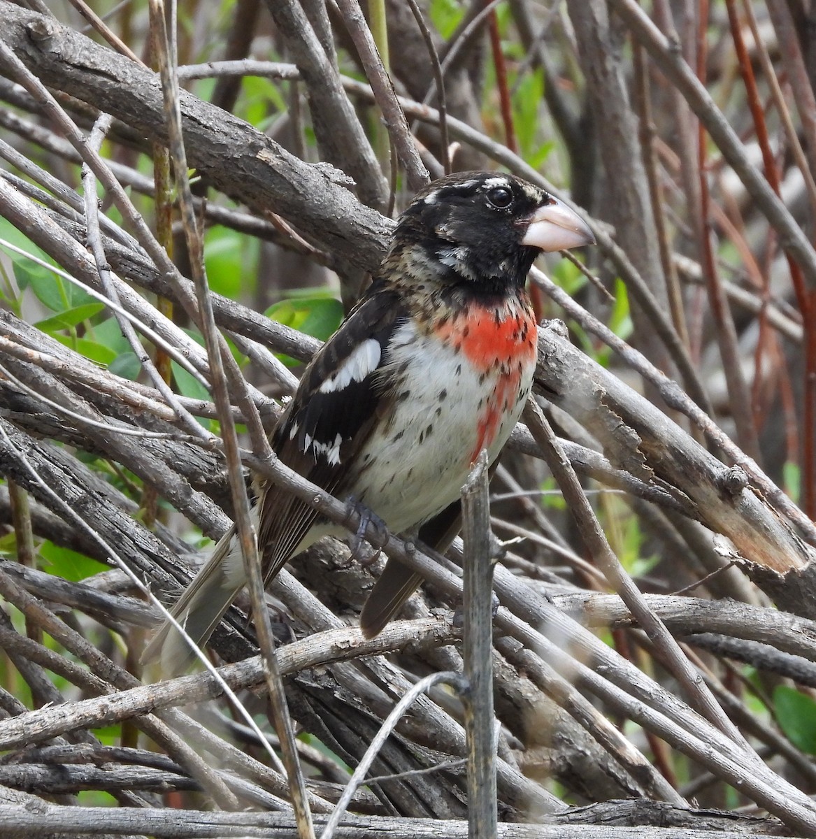 Rose-breasted Grosbeak - Joan Grant