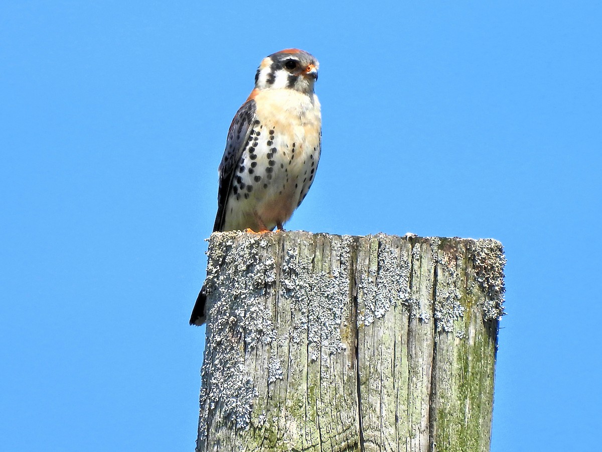 American Kestrel - Jennifer (and Scott) Martin