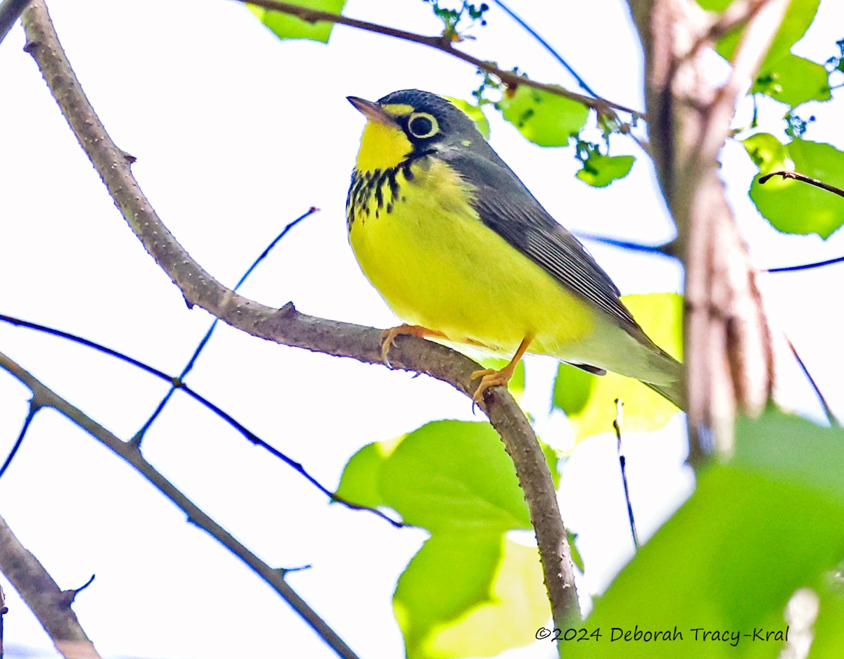 Canada Warbler - ML618988285