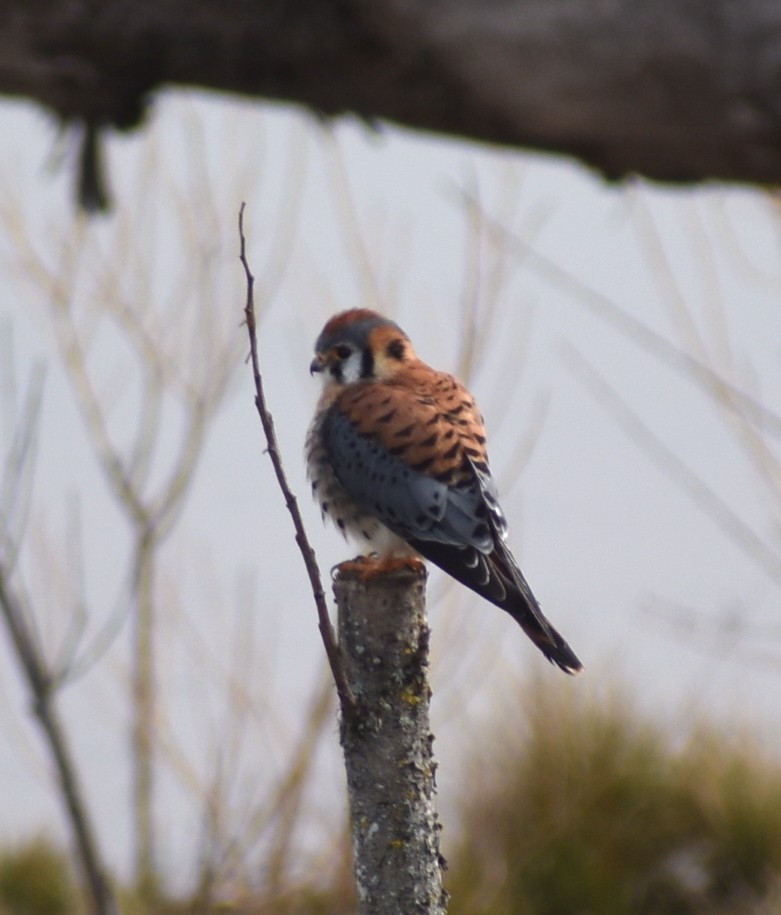 American Kestrel - ML618988297