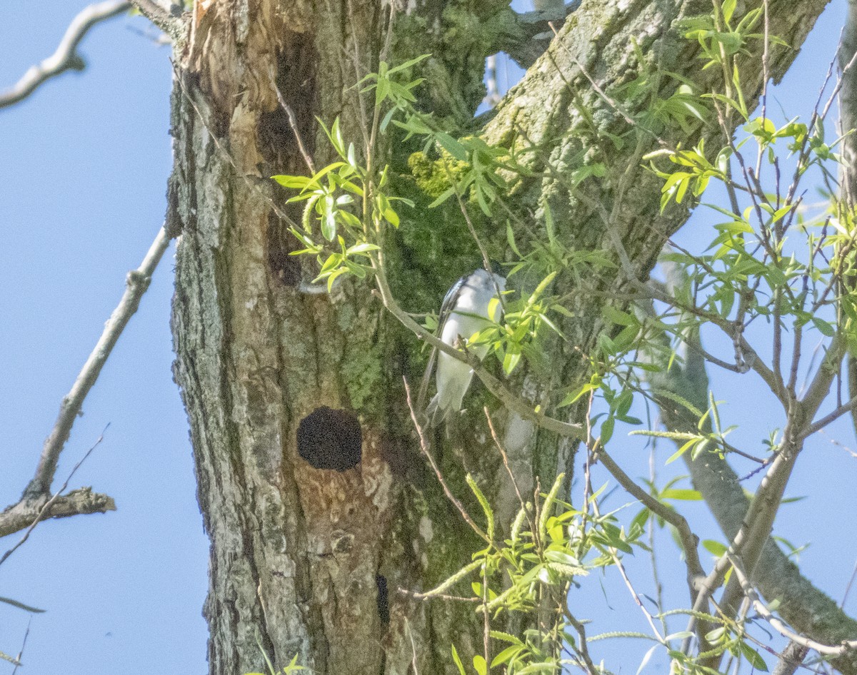 Tree Swallow - ML618988303