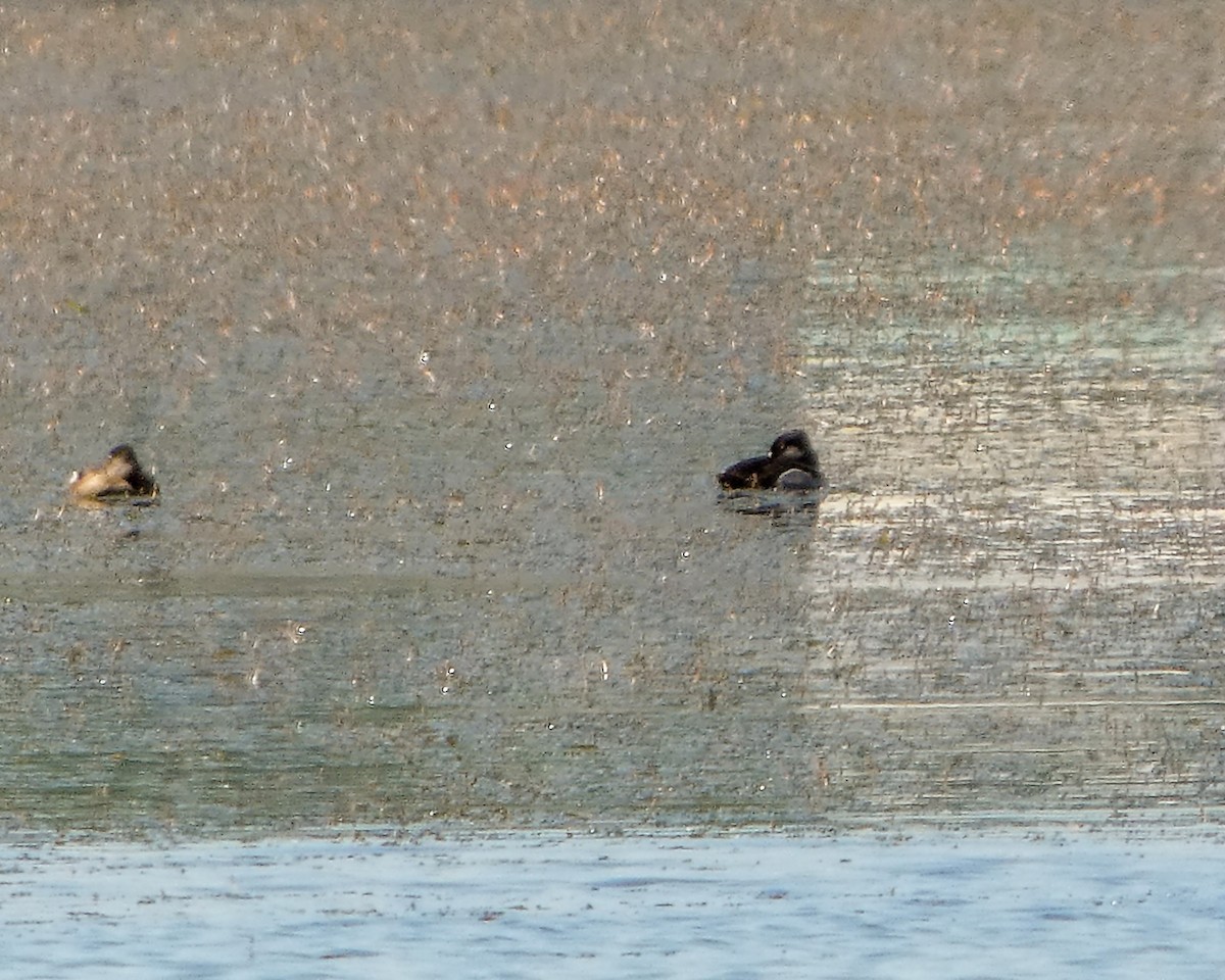 Ring-necked Duck - ML618988312