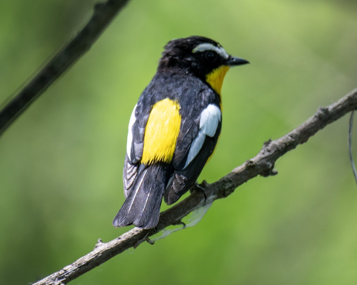 Yellow-rumped Flycatcher - 김 석현