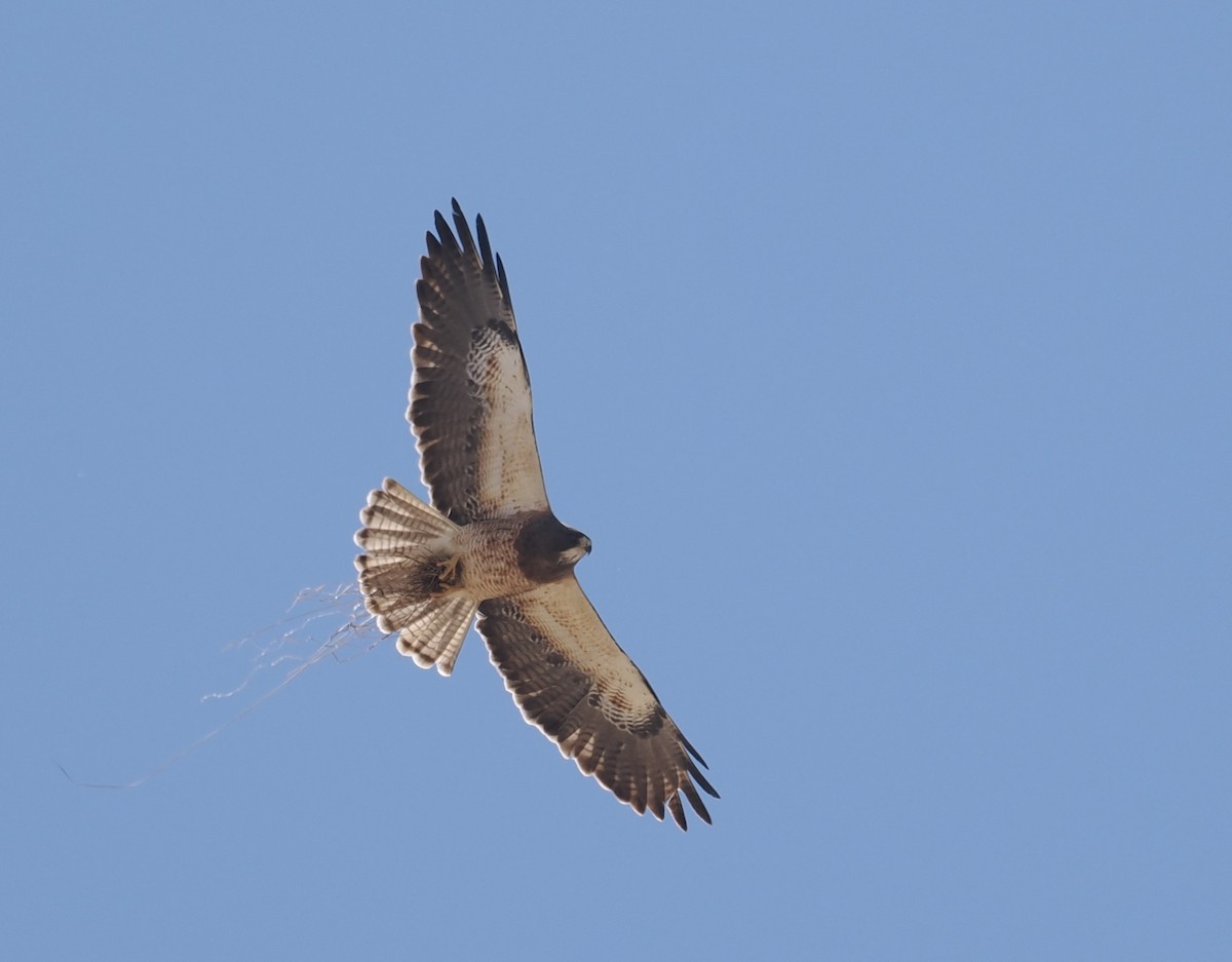 Swainson's Hawk - Bob Foehring