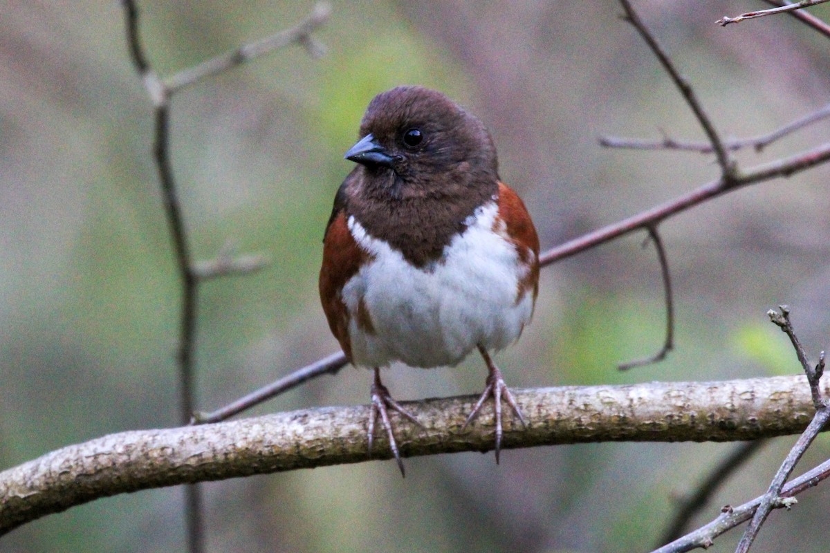 Eastern Towhee - Jason Lenzi