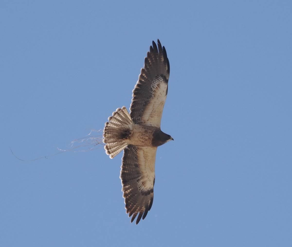 Swainson's Hawk - Bob Foehring