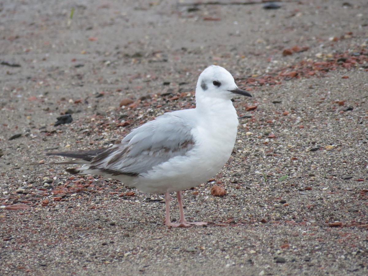 Bonaparte's Gull - ML618988352