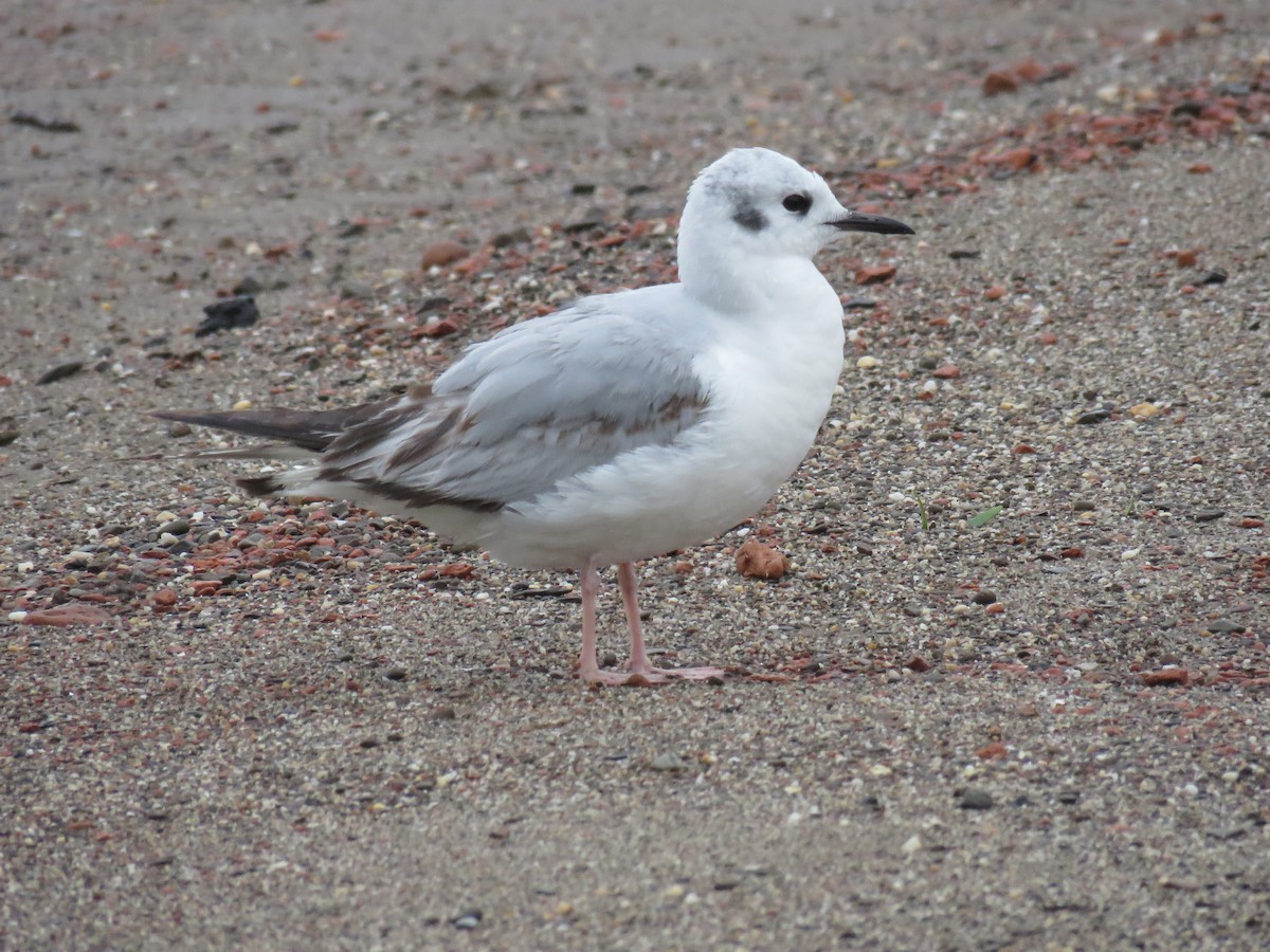 Bonaparte's Gull - ML618988353