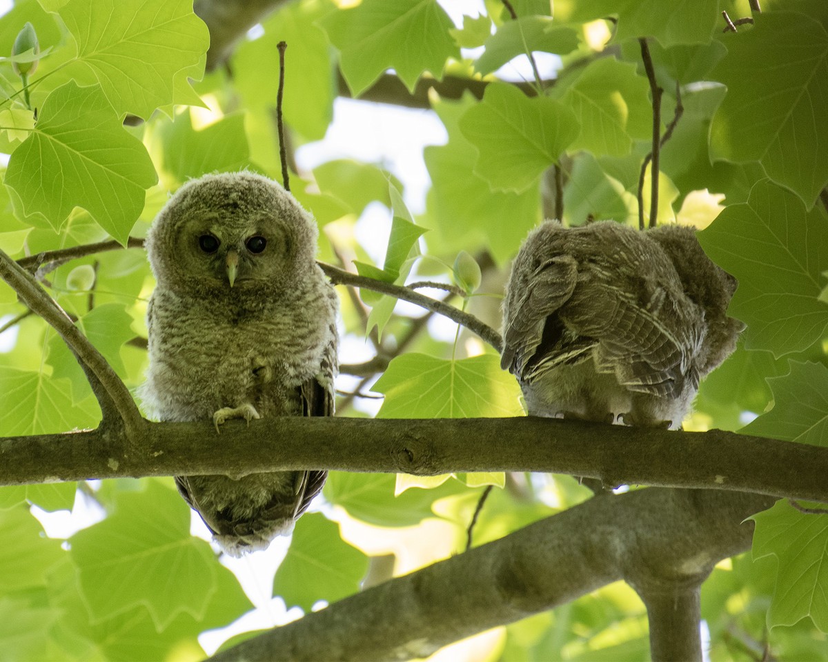 Himalayan Owl - 김 석현