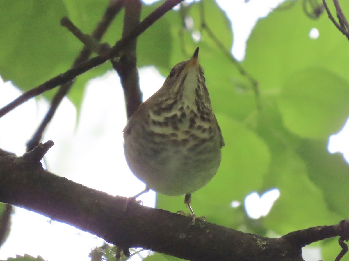 Gray-cheeked Thrush - ML618988381