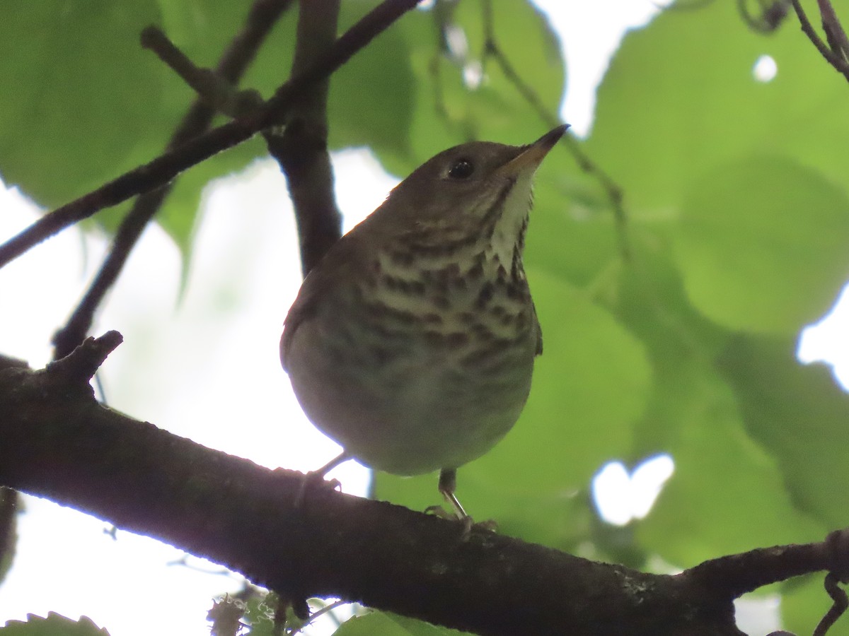 Gray-cheeked Thrush - ML618988382
