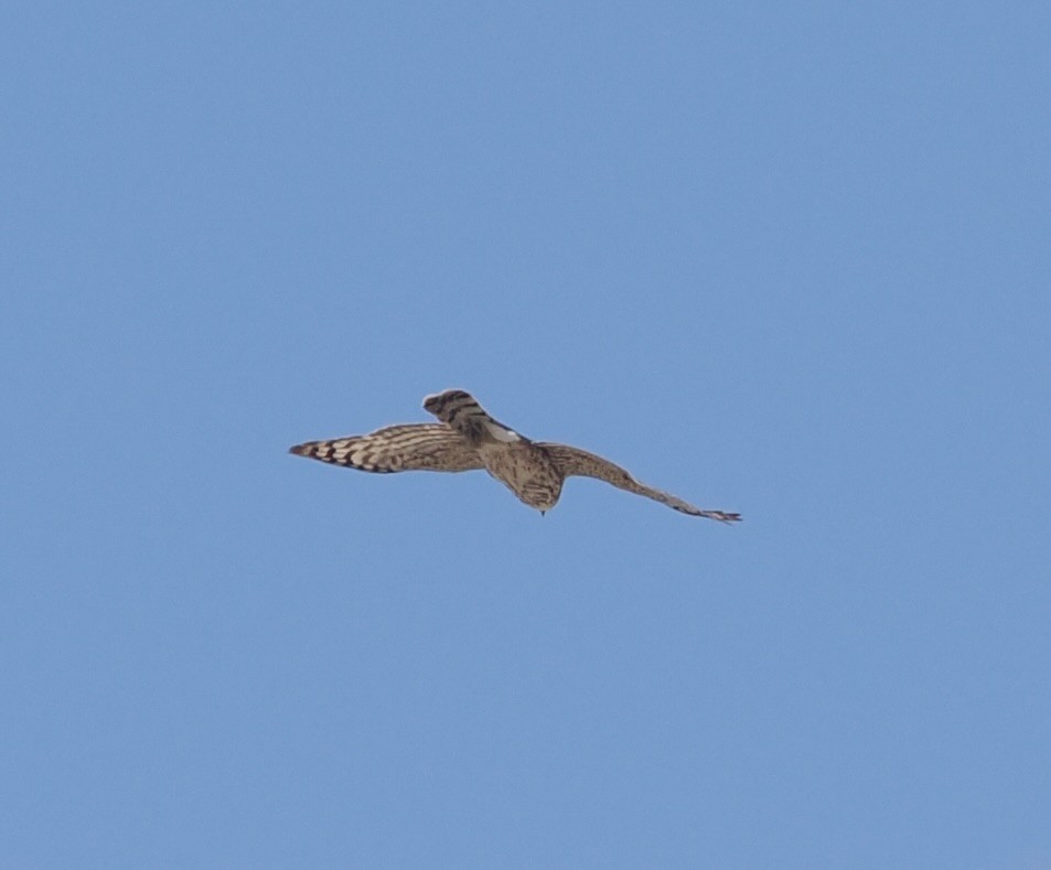 Cooper's Hawk - Bob Foehring