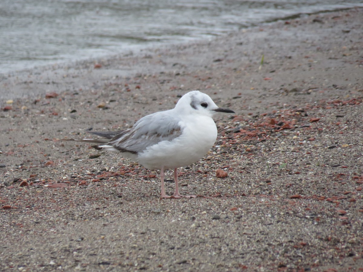 Bonaparte's Gull - ML618988389