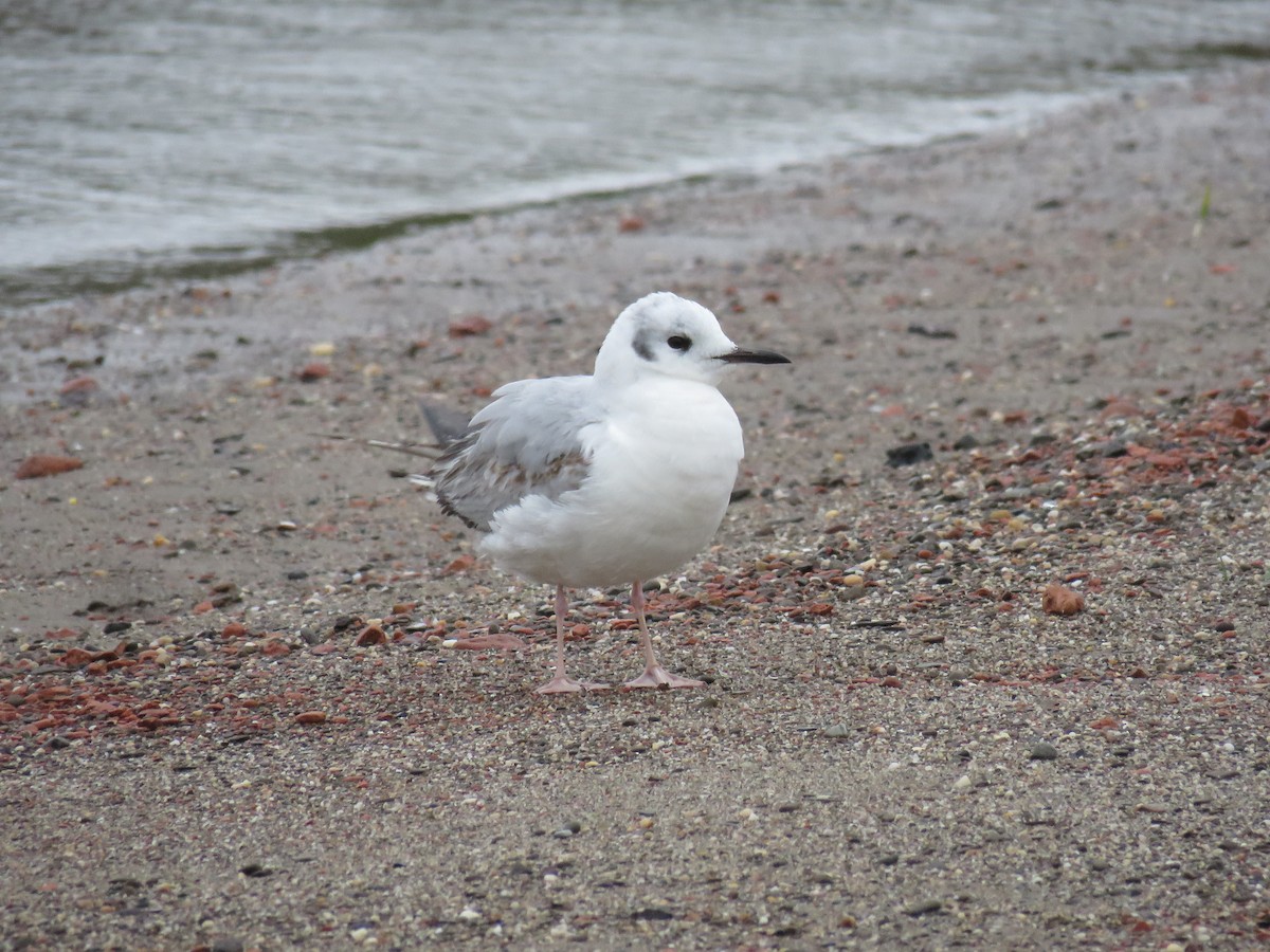 Bonaparte's Gull - ML618988390